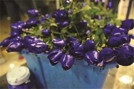 蓝色妖姬 蓝色妖姬