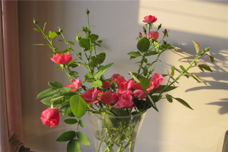 玫瑰花