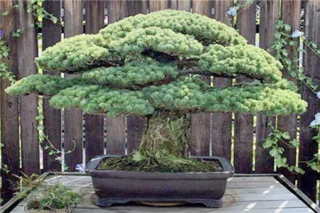 五针松盆景