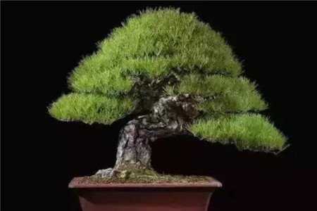 黑松盆景
