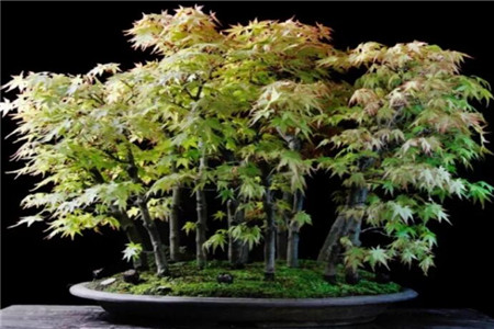 日本红枫盆景