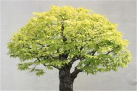 榉树盆景