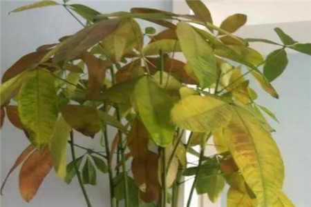 黄叶的发财树