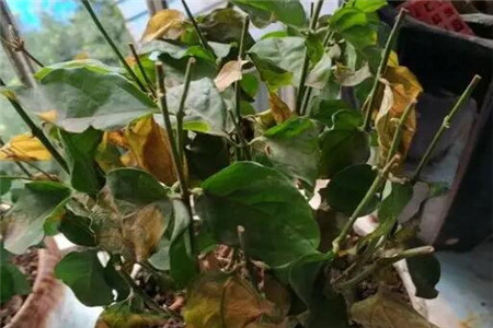 一阳台的花全死了赶紧救还能捡回一条命