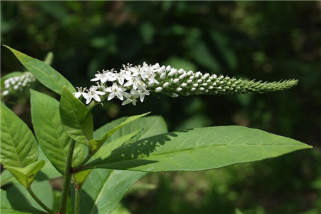珍珠菜