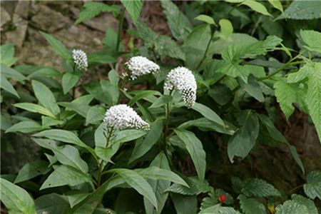 珍珠菜