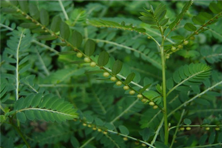 珍珠草