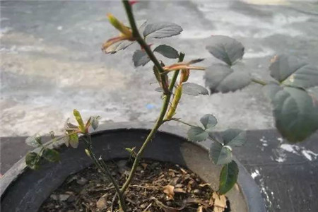 刚换盆的月季