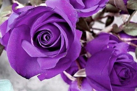 99朵紫玫瑰的花语是什么