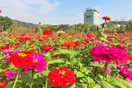 百日菊