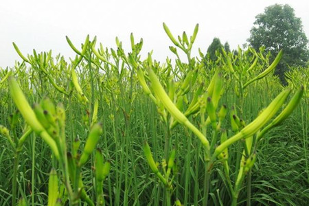 黄花菜