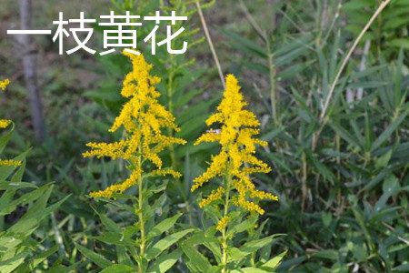 一枝黄花