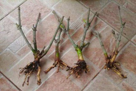 栀子花