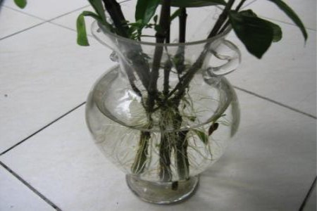 栀子花