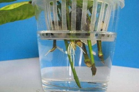 栀子花
