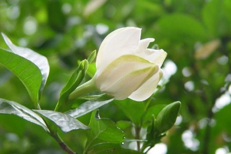 栀子花 栀子花