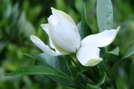 栀子花