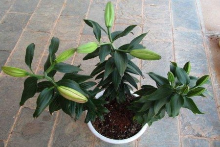 香水百合