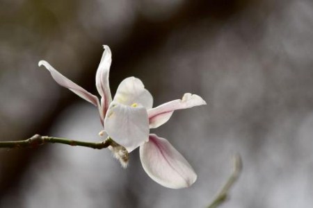 玉兰花