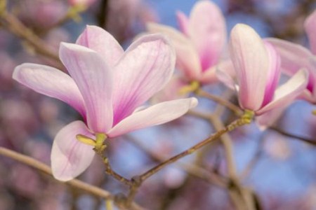 玉兰花