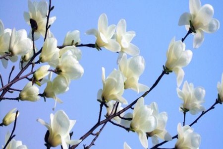 玉兰花