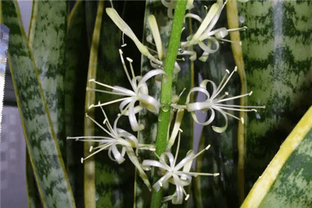 虎皮兰开花