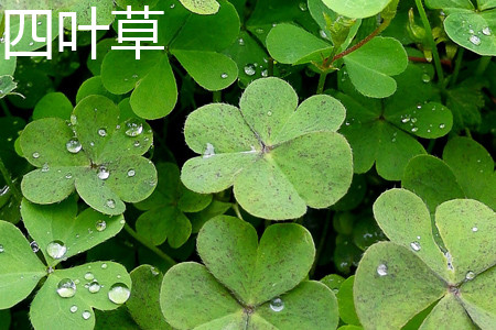 四叶草