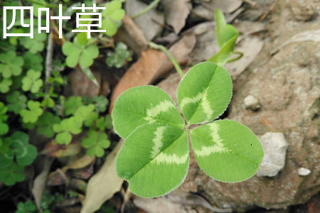 四叶草