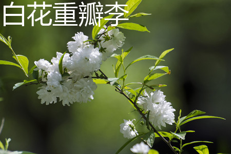 白花重瓣麦李