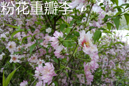 粉花重瓣麦李