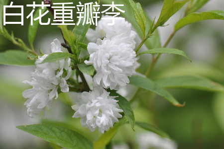 白花重瓣麦李