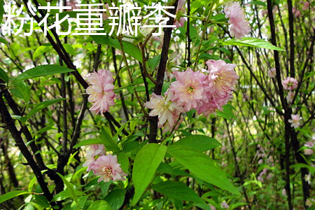 粉花重瓣麦李