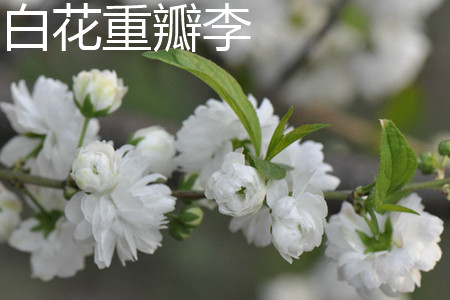 白花重瓣麦李