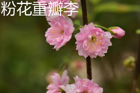 粉花重瓣麦李