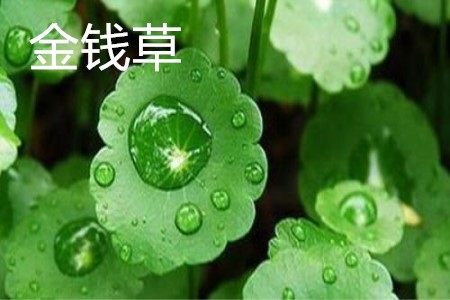 金钱草