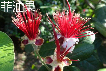 菲油果花