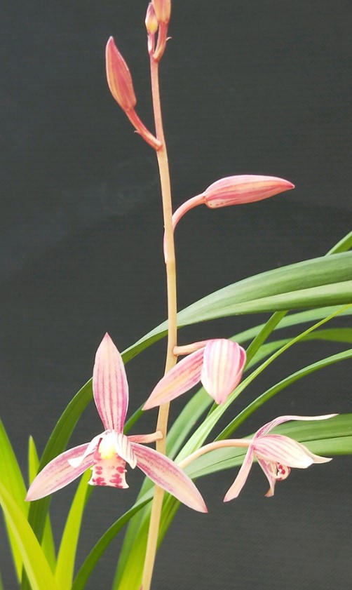 兰花