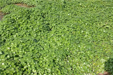 臭水沟里的铜钱草