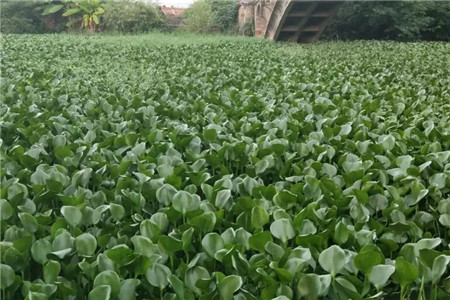 臭水沟的水葫芦