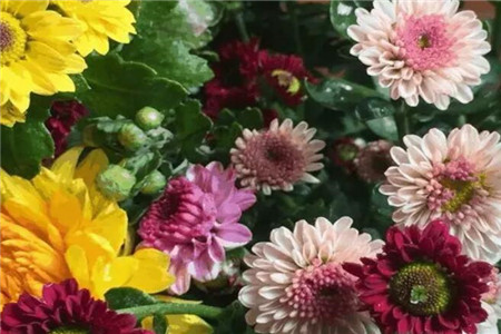 给予充足光照的菊花