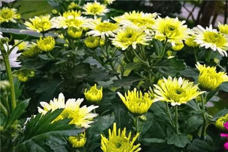 给予充足水分的菊花