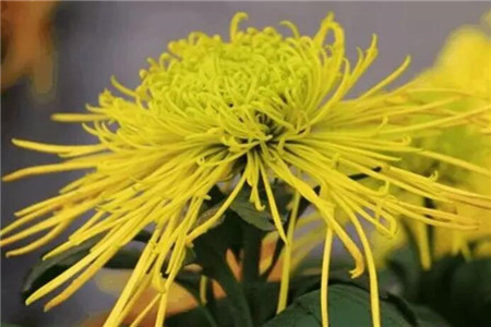 给予充足养分的菊花