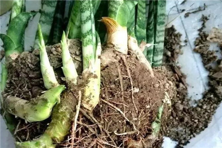 长出小芽的虎皮兰