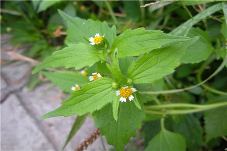 牛膝菊