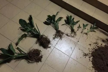 白掌
