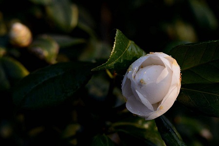 茶花
