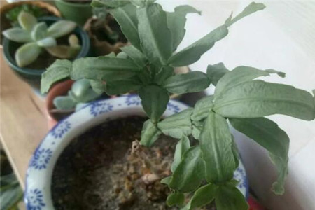 叶片萎蔫的蟹爪兰