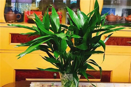 富贵竹
