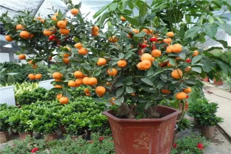 金橘盆栽