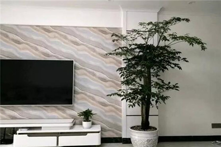 叶子变皱的幸福树